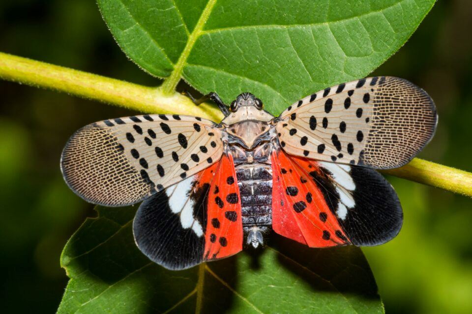 An adult Lanternfly with open wings.